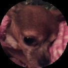 T Wood Avatar